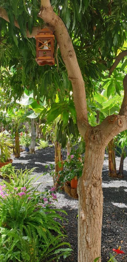 Finca Borbolan Y La Roseta Valle Gran Rey Eksteriør bilde